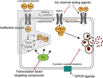 Stem Cell Based Models in Congenital Hyperinsulinism – Perspective on Practicalities and Possibilities